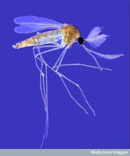 Los mejores antimosquitos